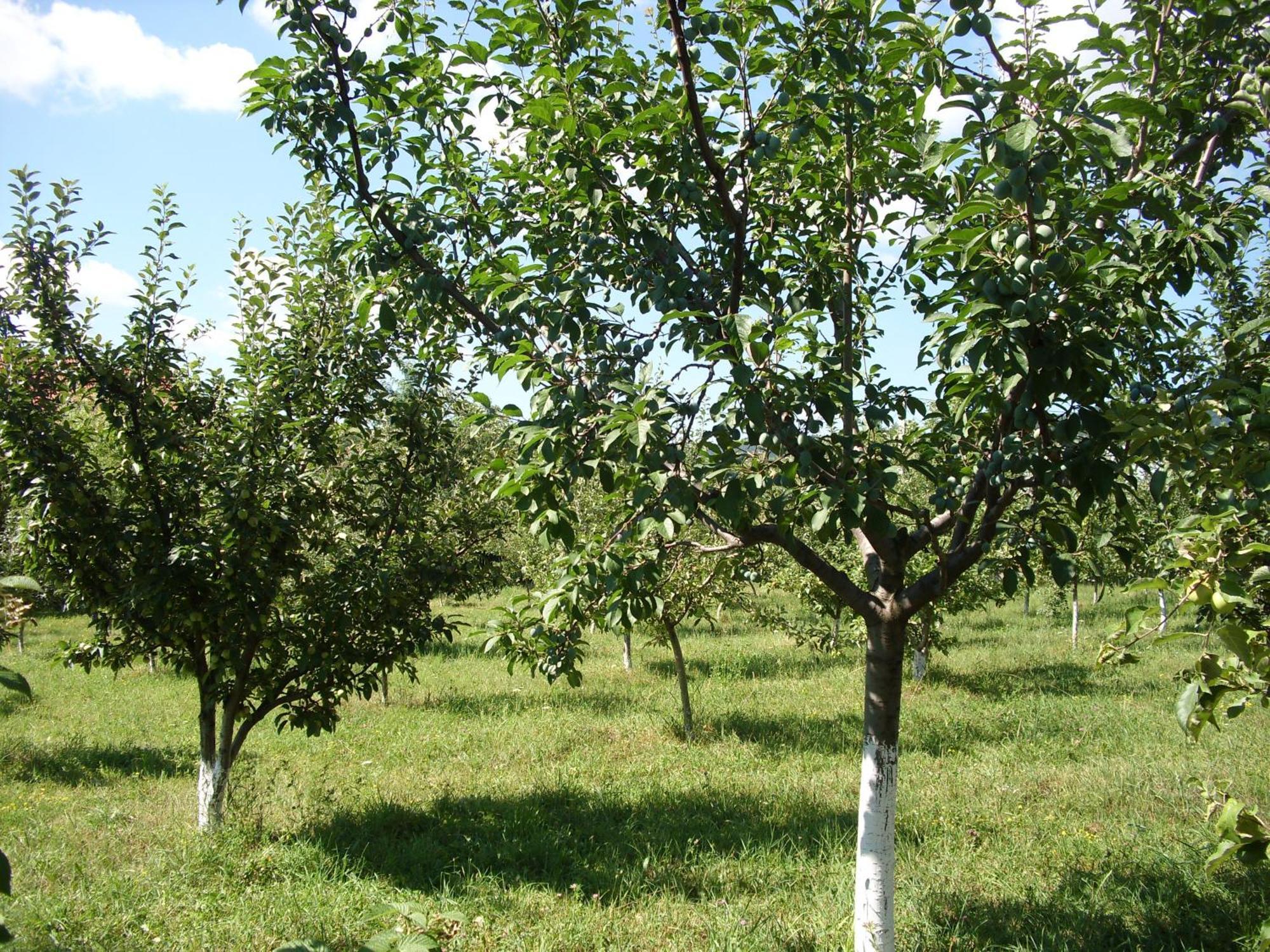 Văratec Padurea De Argint 빌라 외부 사진